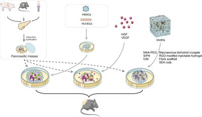 Subcutaneous device-free islet transplantation